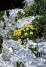 flowers on a rock on Alp Flix