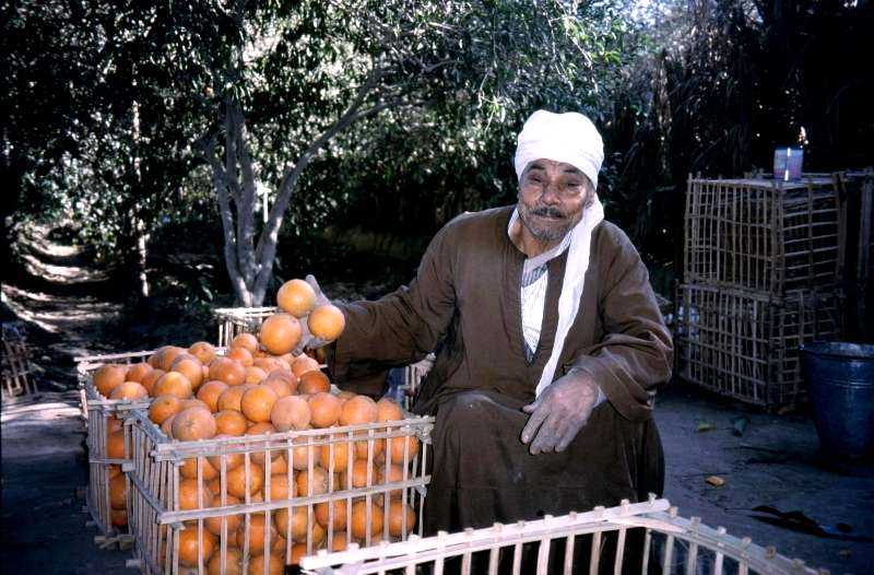 the orange farmer