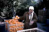 an orange farmer