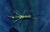 a kind of praying mantis on my air matress